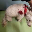 Hundeattacke am Rheinweg Fussach
