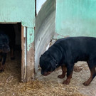 Tiere lebten in eigenem Dreck