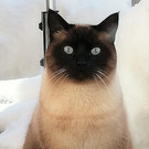 Merlin auf Terrasse im Schnee.jpg