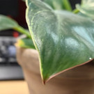 Das Huawei P50 Pro im Test