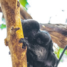 Äffchen-Nachwuchs: Springtamarin im Wiener Haus des Meeres geboren