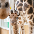 Giraffen-Mädchen im Wiener Tiergarten Schönbrunn: Das ist Amari