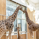 fb_giraffe_tgs_02.jpg