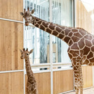 fb_giraffe_tgs_03.jpg