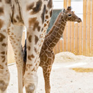 fb_giraffe_tgs_04.jpg