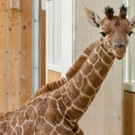 fb_giraffe_tgs_05.jpg
