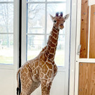 fb_giraffe_tgs_06.jpg