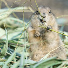 Frühlingsstimmung bei den Bewohnern im Wiener Tiergarten Schönbrunn