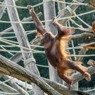fb_orang_utan_14032022_tgs__zupanc_07.jpg