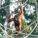 fb_orang_utan_14032022_tgs__zupanc_10.jpg