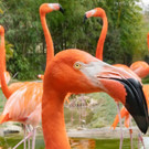 fb_roter_flamingo_10032022_tgs__zupanc_01.jpg
