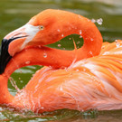 fb_roter_flamingo_10032022_tgs__zupanc_12.jpg