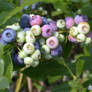 Heidelbeeren_ Abreife_ 27_6_03.JPG