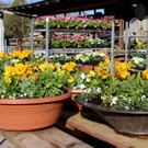 Fr__hling Bepflanzung mit SINZ Michael START 25-03-2022 _5_.JPG