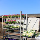 Fr__hling Bepflanzung mit SINZ Michael START 25-03-2022 _7_.JPG