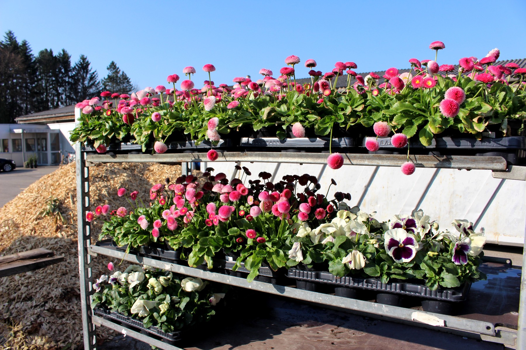 Fr__hling Bepflanzung mit SINZ Michael START 25-03-2022 _8_.JPG