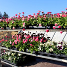 Fr__hling Bepflanzung mit SINZ Michael START 25-03-2022 _8_.JPG