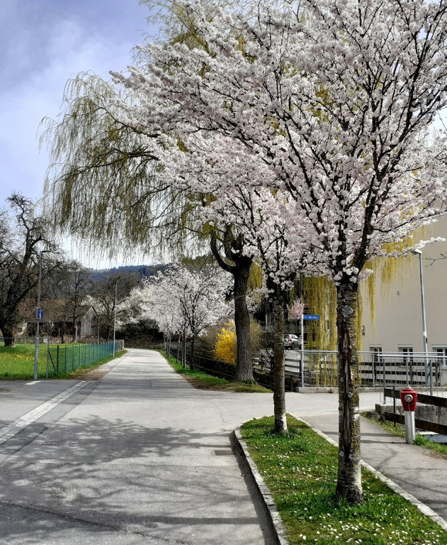 Fr__hling BEPFLANZUNG NEU Symbolfoto _2_.jpg