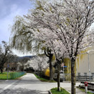 Fr__hling BEPFLANZUNG NEU Symbolfoto _2_.jpg