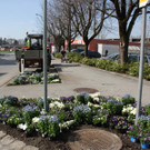 Fr__hling BEPFLANZUNG NEU Symbolfoto _5_.JPG