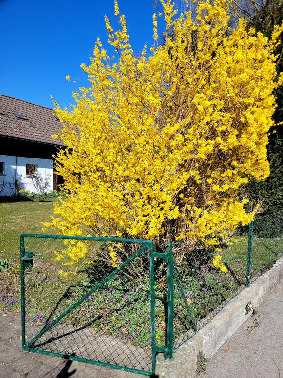 Fr__hling BEPFLANZUNG NEU Symbolfoto _3_.jpg