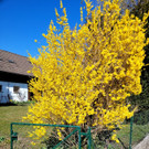 Fr__hling BEPFLANZUNG NEU Symbolfoto _3_.jpg