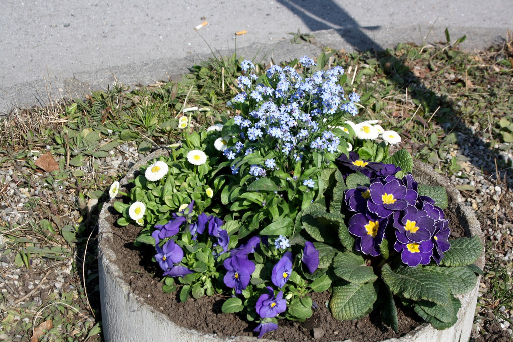 Fr__hling BEPFLANZUNG NEU Symbolfoto _7_.JPG