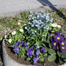 Fr__hling BEPFLANZUNG NEU Symbolfoto _7_.JPG