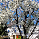 Fr__hling BEPFLANZUNG NEU Symbolfoto _4_.jpg