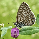 Spektakuläre Fotos von beeindruckenden Naturbeobachtungen