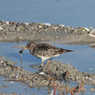 Meerstrandl__ufernaturbeobachtung_at_Karin Wende72dpi.jpg
