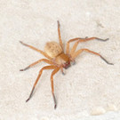 Braune J__gerspinnenaturbeobachtung_atTom Nentwich72dpi.jpg