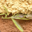 Gottesanbeterin beim Bau einer Oothek_naturbeobachtung_atGertrude Hauber72dpi.jpg