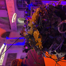IMG_2756.jpeg