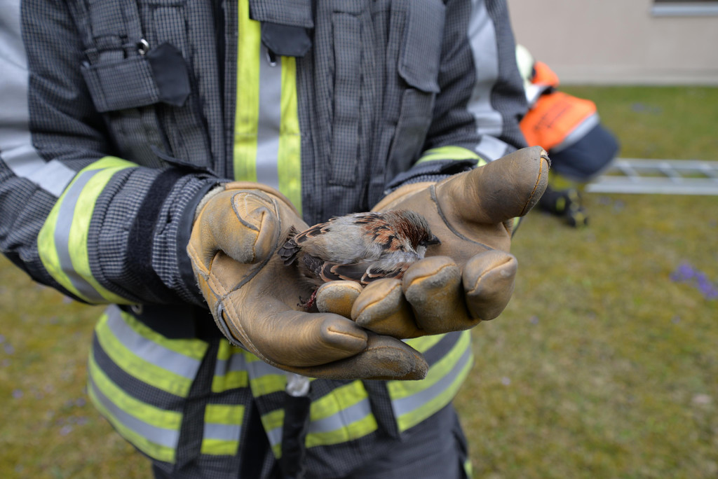 Einsatz Kleintierrettung.JPG