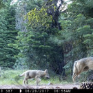 Endangered_Wolves_66861.jpg