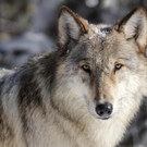 Killing_Wolves_76591.jpg