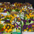 Blumen.jpg