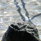Wassertrete _15_.JPG