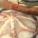 a374_tentacle.jpg