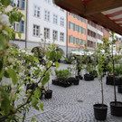 Obstbaummarkt Karfreitag (2022)