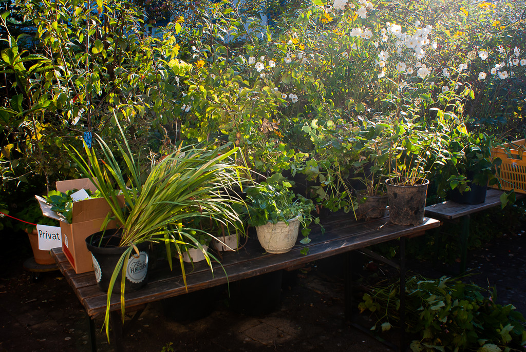 Pflanzentauschb__rse_Herbst 2021-4.jpg