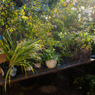 Impressionen der 5. Pflanzentauschbörse im Herbst 2021