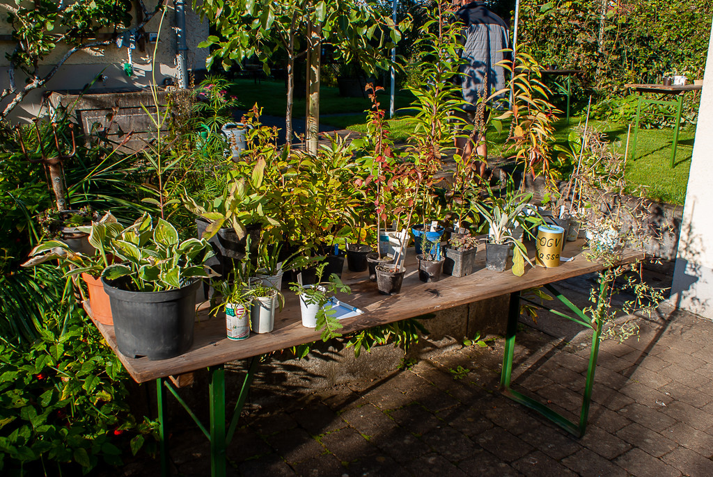 Pflanzentauschb__rse_Herbst 2021-5.jpg