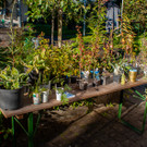 Pflanzentauschb__rse_Herbst 2021-5.jpg