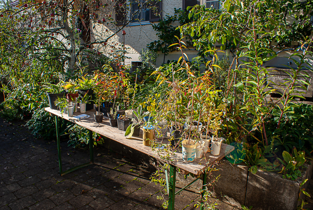 Pflanzentauschb__rse_Herbst 2021-8.jpg