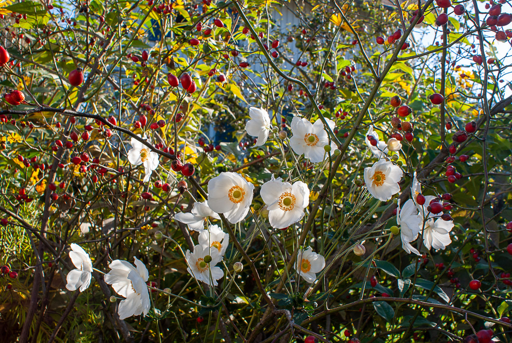 Pflanzentauschb__rse_Herbst 2021-9.jpg