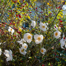 Pflanzentauschb__rse_Herbst 2021-9.jpg