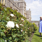 Britain_Royal_Rose_65718.jpg