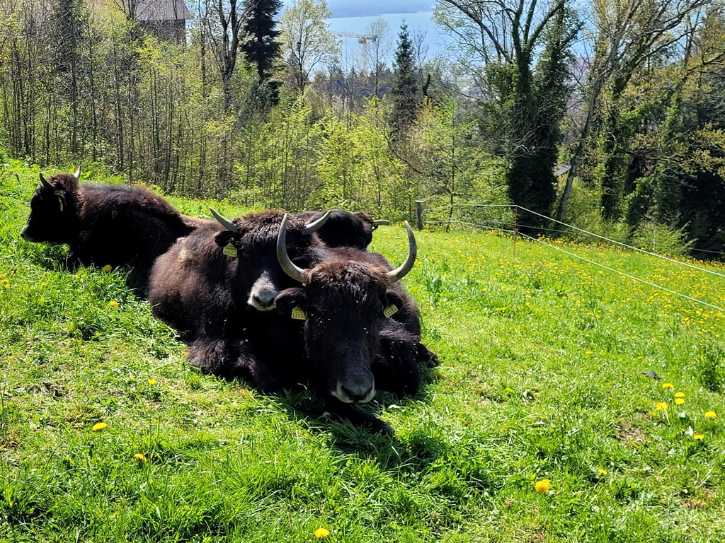 Seniorenbund YAKHOF HALDEN Besuch 21-04-2022 _8_.jpg